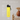 #farbe_lemonade